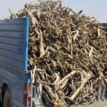 کشف ۱۳ تن چوب قاچاق و دستگیری ۶ نفر در دزفول